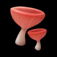 Rain-Kissed Goblet