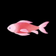 Rainbow Fishies (Sticker)