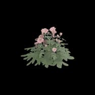 Rose (Home Item)