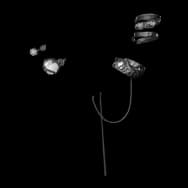 Shadow Light
