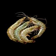 Shrimp
