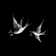 Splendor: Swallows (Sticker)