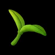 Sprout (Headwear)