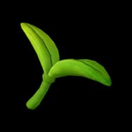 Sprout