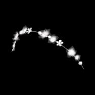 Starfall Bloom