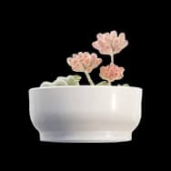 Succulent Plant