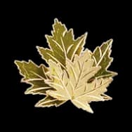 Sugar Maple