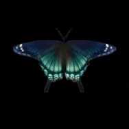 Swallowtail: Emerald Green