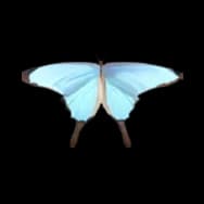 Swallowtail: Icy Blue