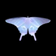 Swallowtail: Mystic Puple