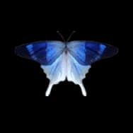 Swallowtail: Navy Blue