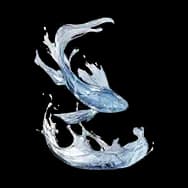 Swimming Fish