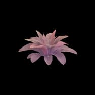 Terrace Bloom (Home Item)