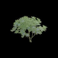 Verdant White (Home Item)