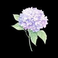 Vibrance: Hydrangea (Sticker)