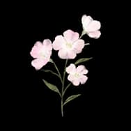 Vibrance: Pink Bloom (Sticker)