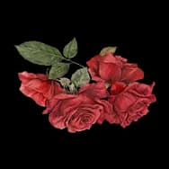 Whimsy: Red Rose (Sticker)