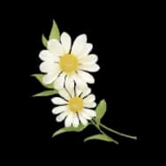 Winged Everlasting