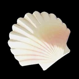 Broken Seashell
