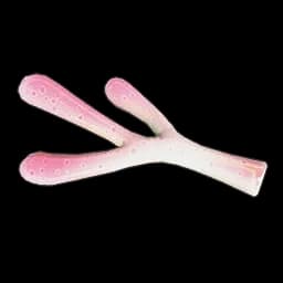 Coral Branch