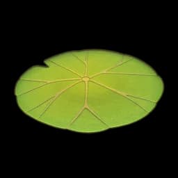Nelumbra Rug