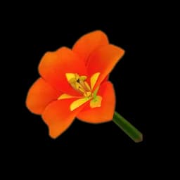 Orange Amaryllis