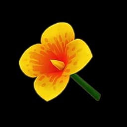 Orange Canna
