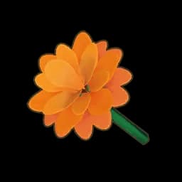 Orange Dwarf Dahlia
