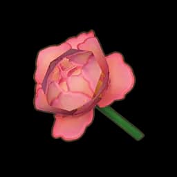 Pink Mooncycle Rose