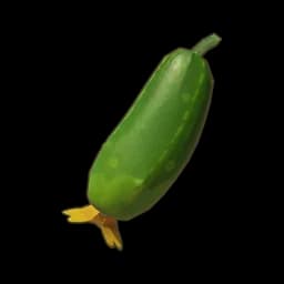 Plump Cucumber