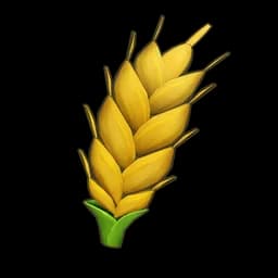 Plump Wheat