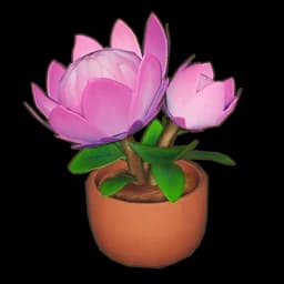 Potted King Protea