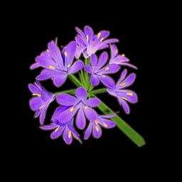 Purple Agapanthus