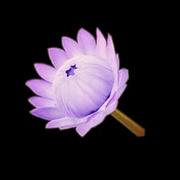 Purple King Protea