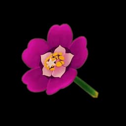 Purple Moss Rose