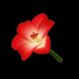 Red Amaryllis