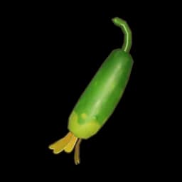 Stunted Cucumber