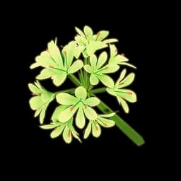 White Agapanthus