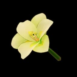 White Amaryllis