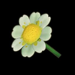 White Daisy