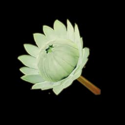 White King Protea