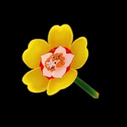 Yellow Moss Rose