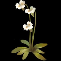 Alpine Butterwort