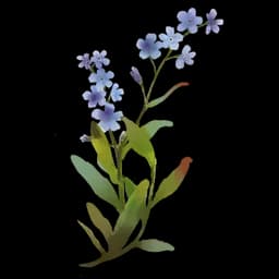 Alpine Forget-Me-Not