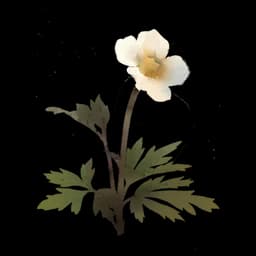 Alpine Pasqueflower