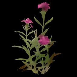 Alpine Pink