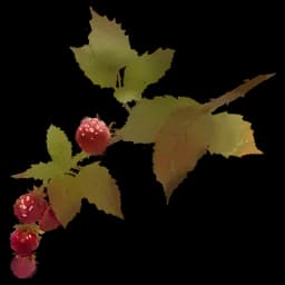 Alpine Raspberry