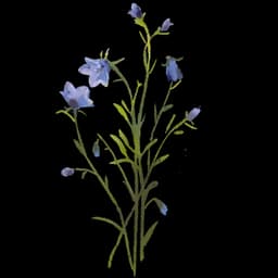 Bellflower