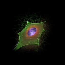 Cellular Activity