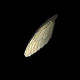 Cicada Wings